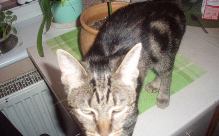 Zbiórka Domki dla kotów - zdjęcie główne