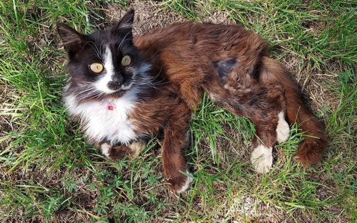 Zbiórka Czaruś - wioskowy kot - zdjęcie główne