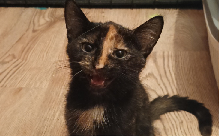 Zbiórka Cookie prosi o jedzonko - zdjęcie główne