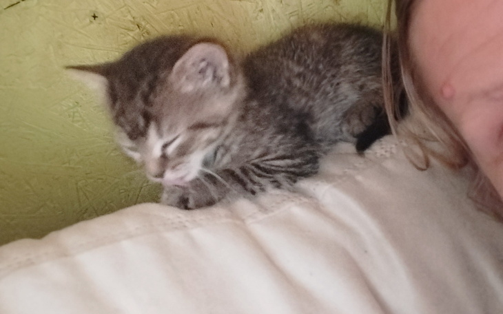 Mały kotek bawi się na poduszce.