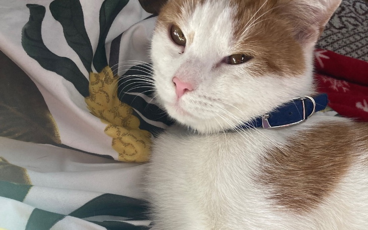 Zbiórka Zbieram na leczenie mojego kota - zdjęcie główne