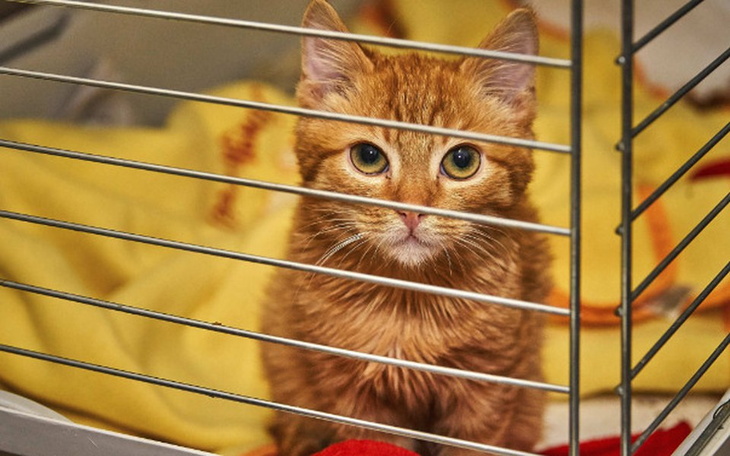 Zbiórka Kociaki potrzebują pilnie pomocy - zdjęcie główne