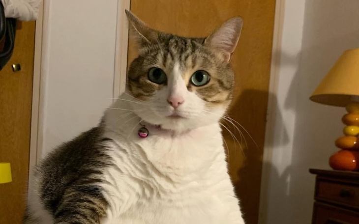 Kot siedzący na stole, z wyrazem zdziwienia na twarzy.