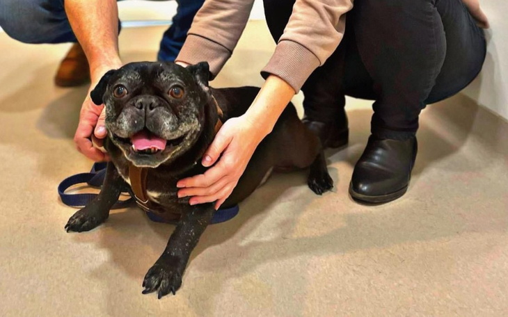 Zbiórka Schorowana Panda błaga o życie - zdjęcie główne