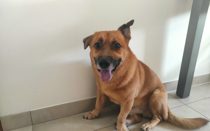 Zbiórka Uratuj mnie przed amputacją ucha - zdjęcie główne