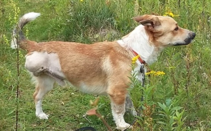 Zbiórka Pomóżmy pieskowi Niko! - zdjęcie główne