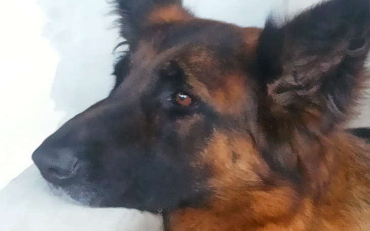 Zbiórka Leczenie psiaków z alergii - zdjęcie główne