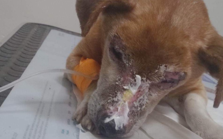 Zbiórka Starszy oznacza gorszy - zdjęcie główne