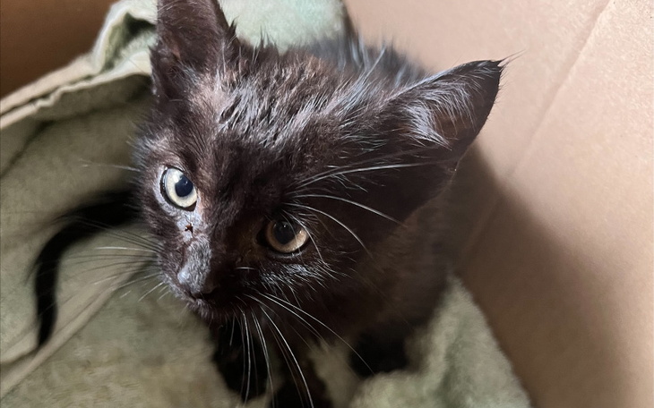 Zbiórka Kotek na skraju życia - zdjęcie główne