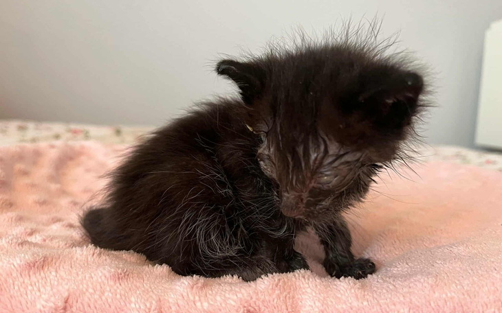 Mały czarny kociak na różowym kocyku.