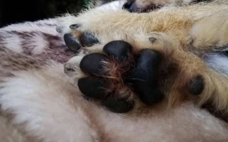 Zbiórka Tarnowski Azyl dla Zwierząt - zdjęcie główne