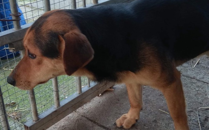 Zbiórka Daj piątaka na budę dla psiaka - zdjęcie główne