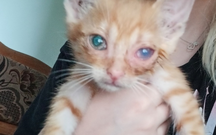 Zbiórka Leczenie kotkow. - zdjęcie główne