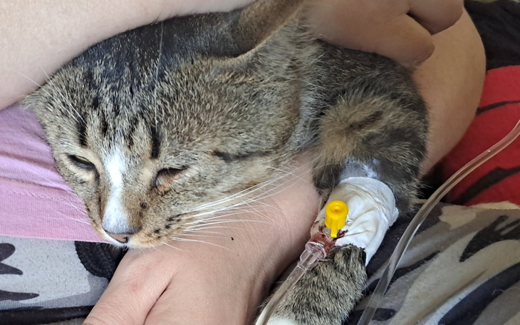 Zbiórka Ratujmy nerki Boryska kroplówki - zdjęcie główne