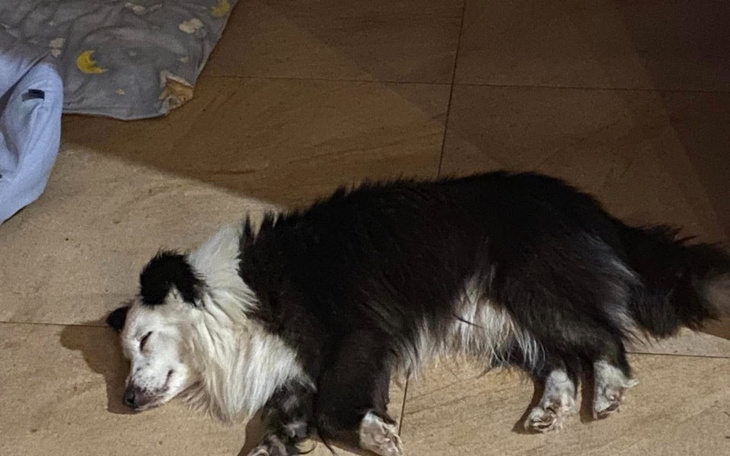 Zbiórka Pomóżcie ratować Marianka - zdjęcie główne