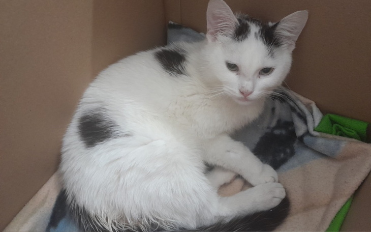 Zbiórka Operacja dla kociaka Sumo - zdjęcie główne