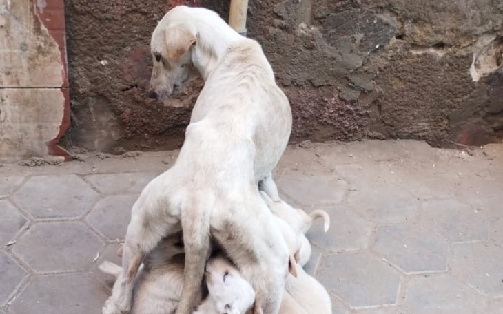 Suka z szczeniętami, karmiąca je na ulicy.