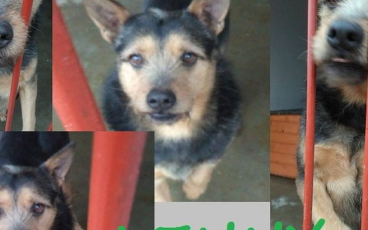 Zbiórka Schroniskopotrzebujeobróżikarm! - zdjęcie główne