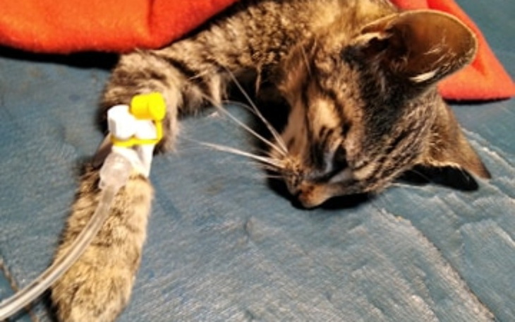 Zbiórka Kociaki z Żyznej - zdjęcie główne