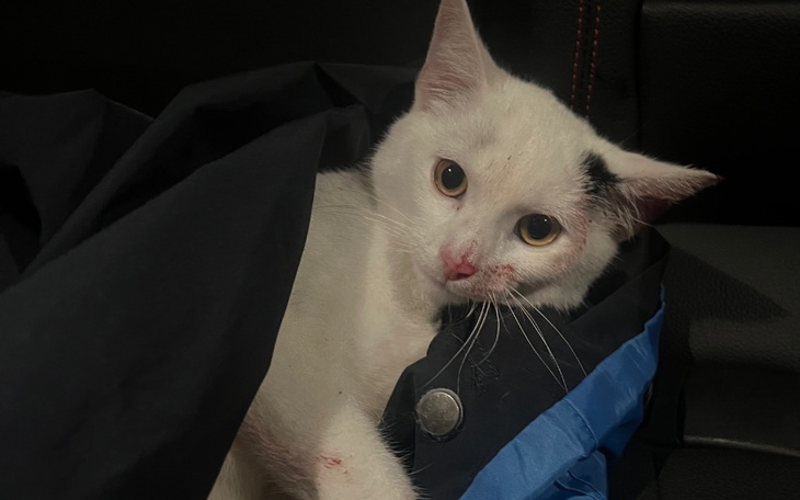 Zbiórka Potrącona kotka błaga o pomoc.. - zdjęcie główne