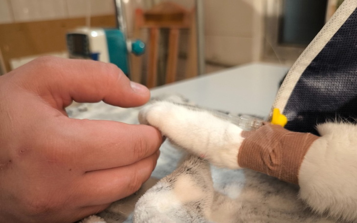 Zbiórka Szansa na zycie.. - zdjęcie główne