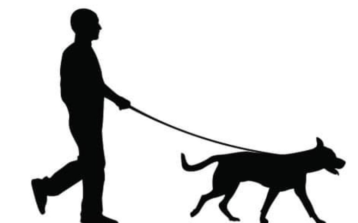 Zbiórka Spacerowe smycze - zdjęcie główne