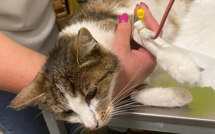 Zbiórka Kotka Fonsi walczy o życie - zdjęcie główne