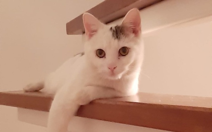 Kot wylegujący się na półce.