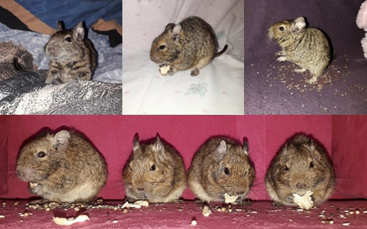 Zbiórka Koszatniczki "u Kociary" - zdjęcie główne