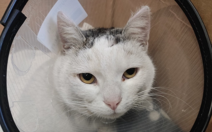 Zbiórka Pomóż nam uratować Waldusia - zdjęcie główne