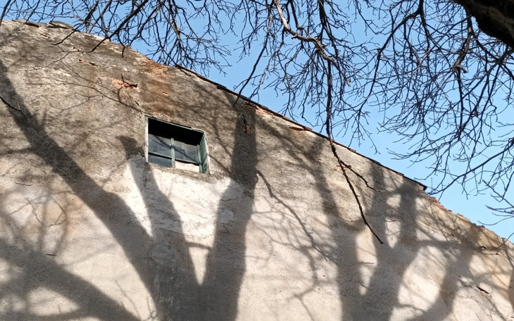 Cień drzew na ścianie budynku w słoneczny dzień.