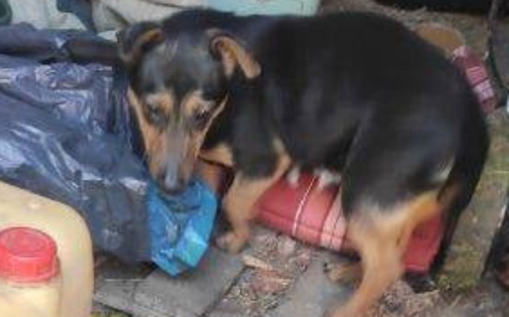 Pies wśród śmieci, wygląda na zdezorientowanego.