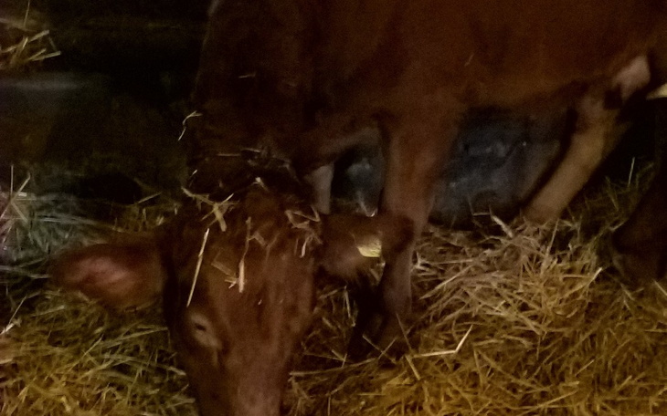 Zbiórka Pasza dla krówek - zdjęcie główne