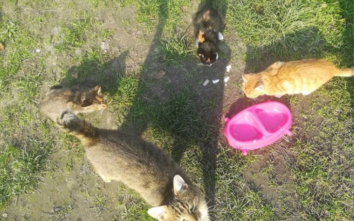 Zbiórka Pomoc dla bezdomniaków! - zdjęcie główne