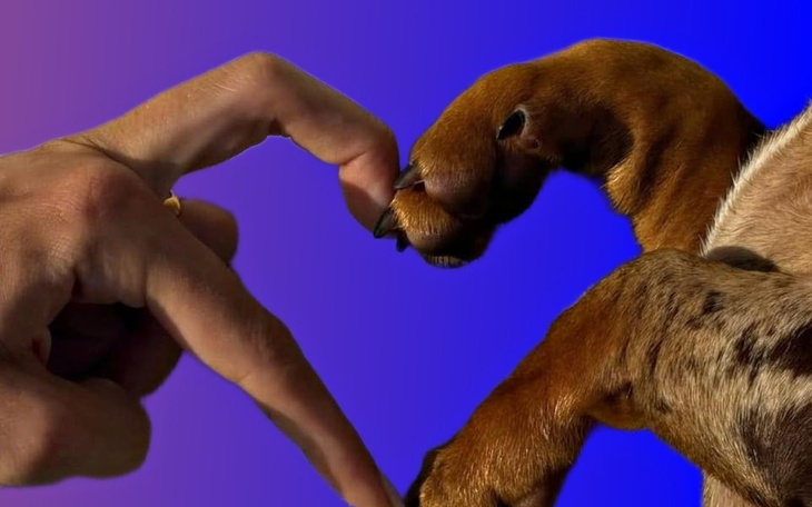 Ręka ludzka i łapa psa w geście przyjaźni.