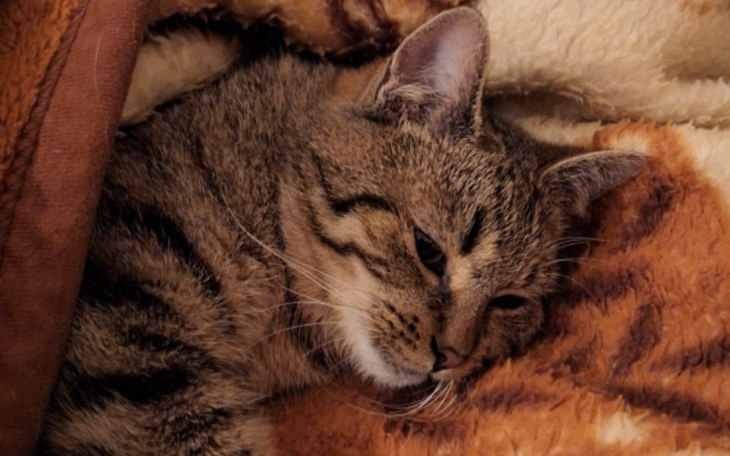 Kot leżący w kocu, wyglądający na zrelaksowanego.