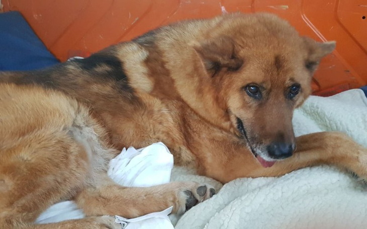 Zbiórka Ormianin prosi o wsparcie - zdjęcie główne