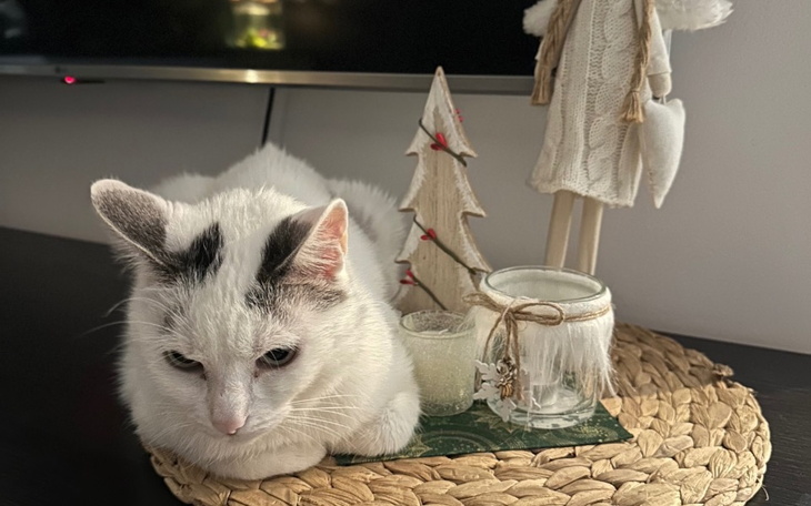 Zbiórka Pomóc w leczeniu dla Rubi - zdjęcie główne