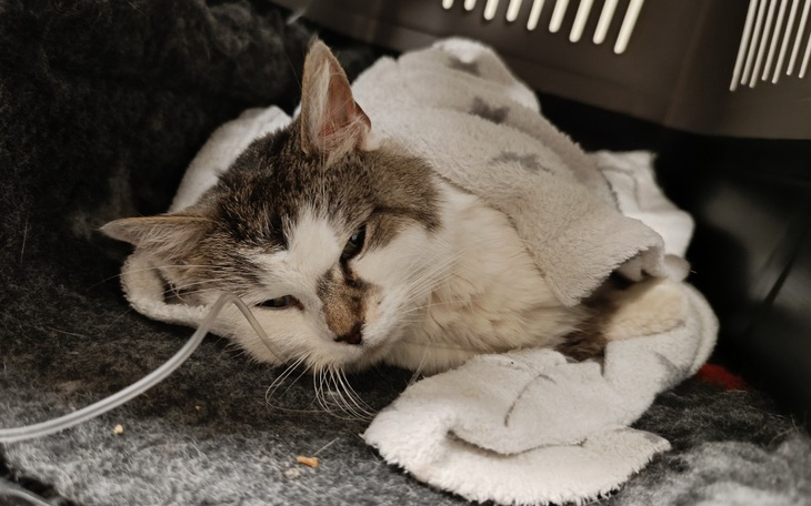 Zbiórka Prosimy pomóż nam ratować Keisy - zdjęcie główne