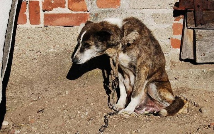 Zbiórka Pomóżmy Cierpiącym psiakom - zdjęcie główne