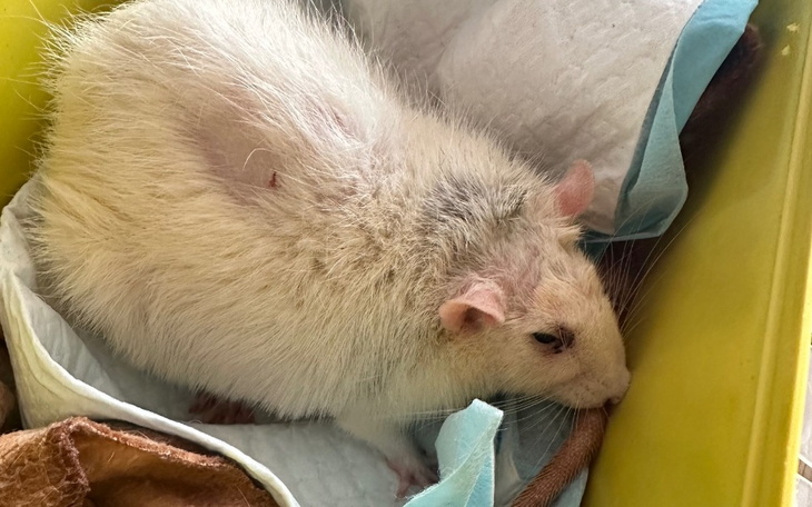 Biały szczur w pudełku, odpoczywający na podłożu.