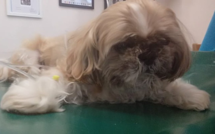 Zbiórka Uratujmy Shih Tzu-Wątroba - zdjęcie główne