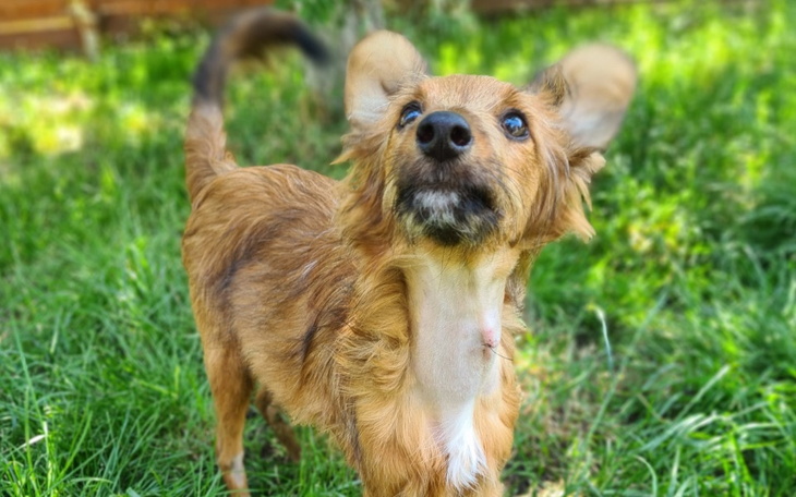 Zbiórka Dla serduszka Tofika - zdjęcie główne