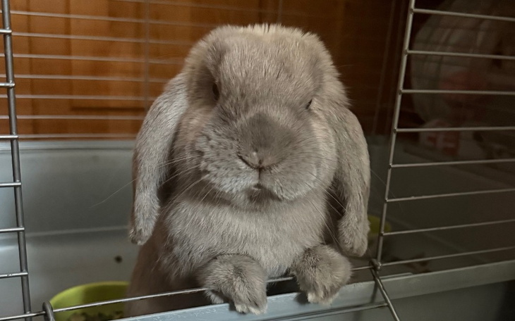 Królik z uroczym wyrazem twarzy, wyglądający przez kraty klatki.