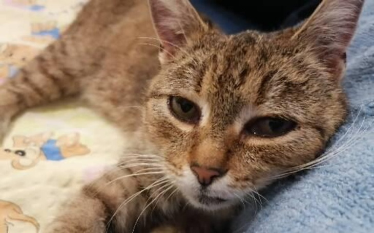 Zbiórka Chcemy ocalić życie Milki - zdjęcie główne