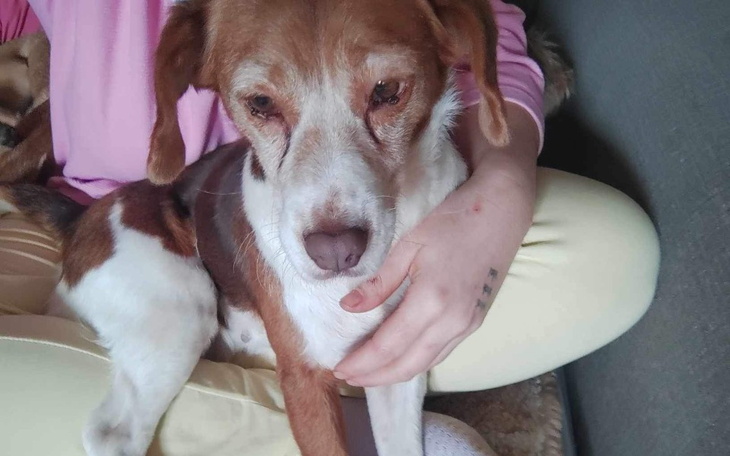 Zbiórka Operacja usunięcia brodawek - zdjęcie główne