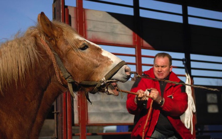 Zbiórka Skaryszew targi koni. - zdjęcie główne