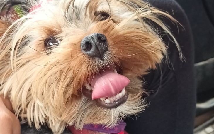 Zbiórka Leczenie nunka - zdjęcie główne