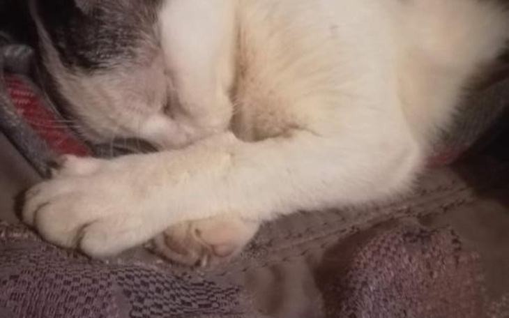 Zbiórka Operacja zlamanej nozki kotka - zdjęcie główne