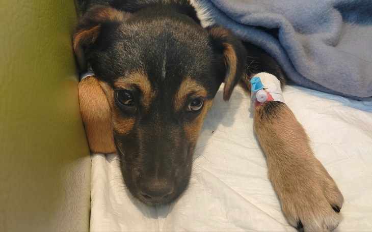 Pies z opatrunkiem na łapie, leżący na kanapie.